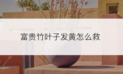 富贵竹叶子发黄怎么救