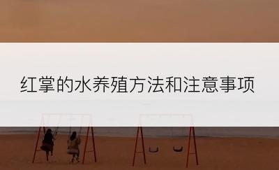 红掌的水养殖方法和注意事项