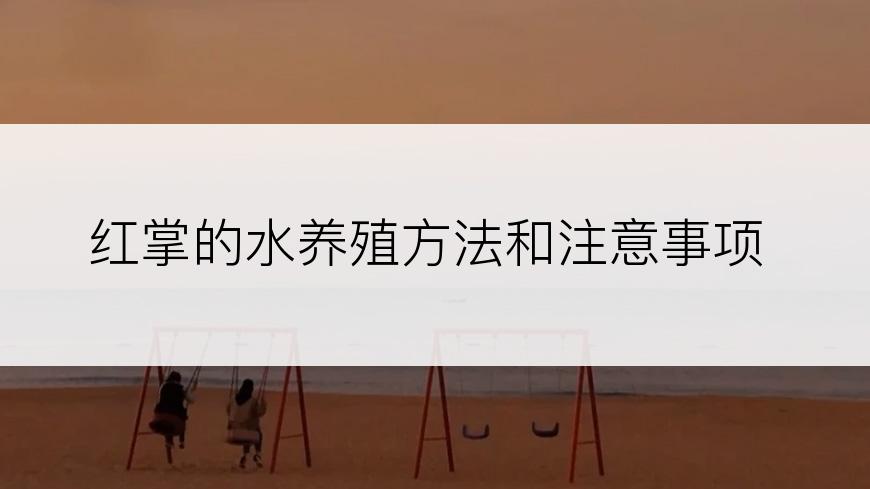 红掌的水养殖方法和注意事项