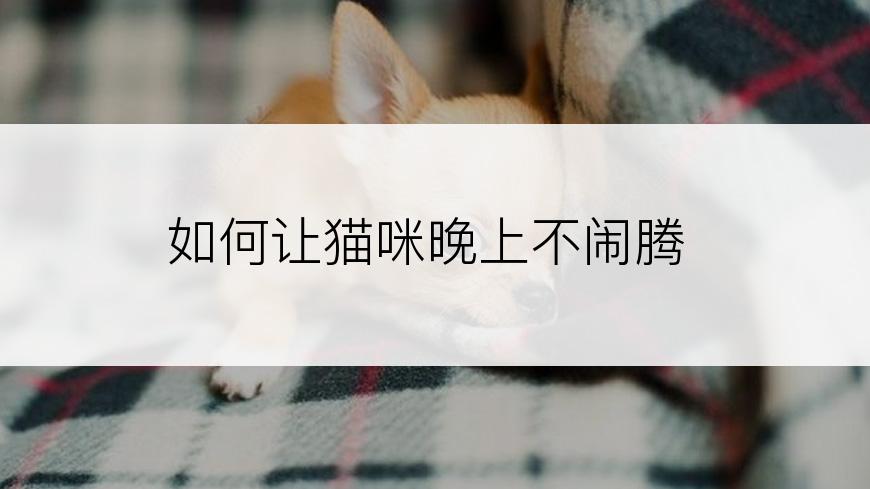 如何让猫咪晚上不闹腾