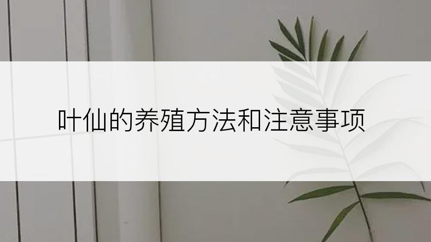 叶仙的养殖方法和注意事项