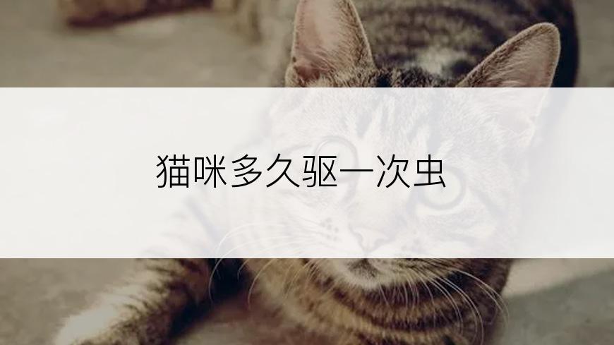 猫咪多久驱一次虫