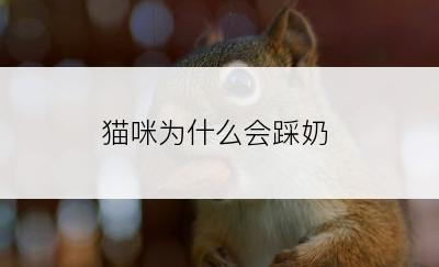 猫咪为什么会踩奶