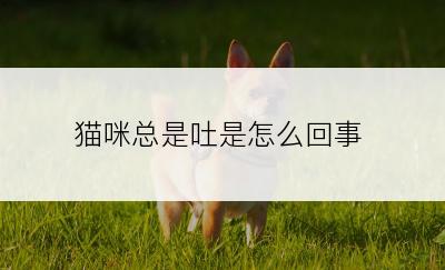 猫咪总是吐是怎么回事