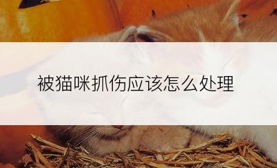 被猫咪抓伤应该怎么处理