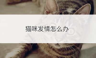 猫咪发情怎么办