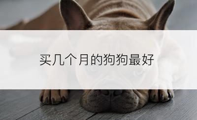 买几个月的狗狗最好