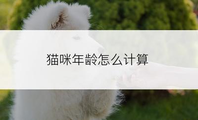 猫咪年龄怎么计算