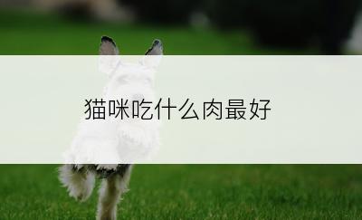 猫咪吃什么肉最好