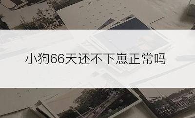 小狗66天还不下崽正常吗