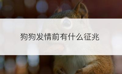 狗狗发情前有什么征兆