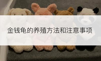 金钱龟的养殖方法和注意事项