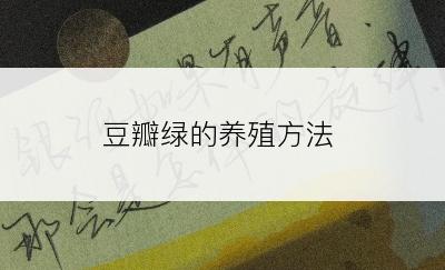 豆瓣绿的养殖方法