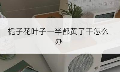 栀子花叶子一半都黄了干怎么办