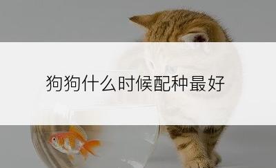 狗狗什么时候配种最好