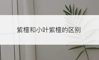 紫檀和小叶紫檀的区别