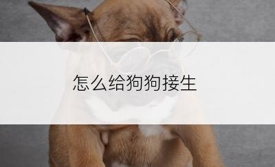 怎么给狗狗接生