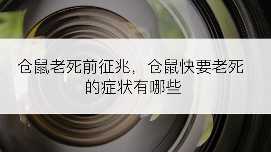 仓鼠老死前征兆，仓鼠快要老死的症状有哪些