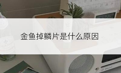 金鱼掉鳞片是什么原因