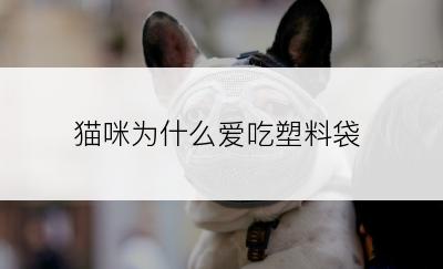 猫咪为什么爱吃塑料袋