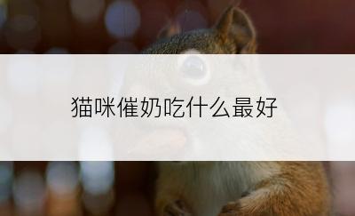 猫咪催奶吃什么最好