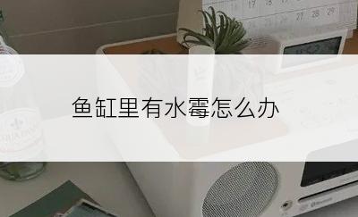 鱼缸里有水霉怎么办