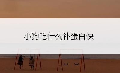 小狗吃什么补蛋白快