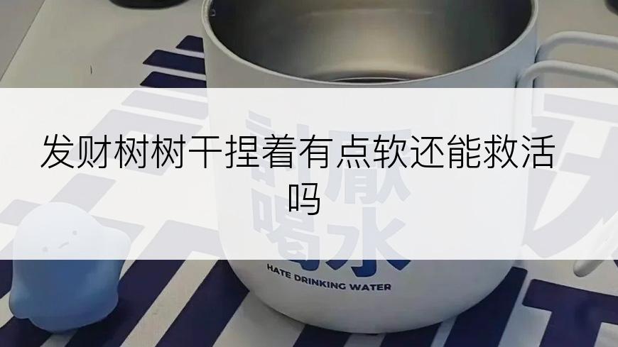 发财树树干捏着有点软还能救活吗