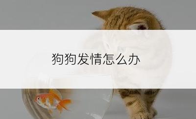 狗狗发情怎么办