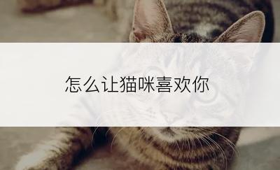 怎么让猫咪喜欢你