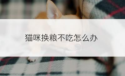 猫咪换粮不吃怎么办