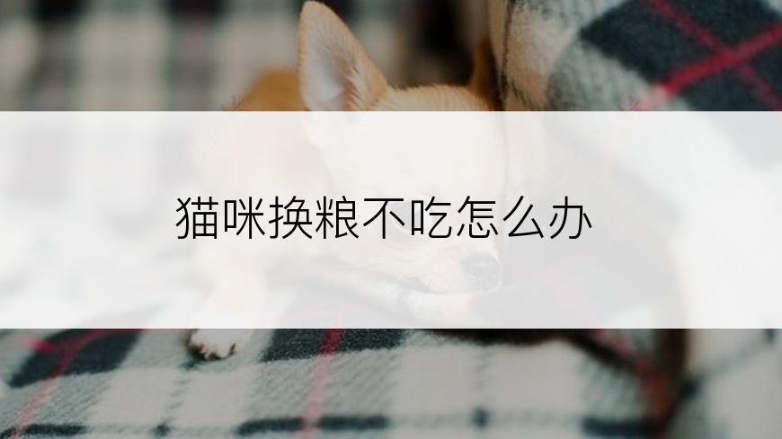 猫咪换粮不吃怎么办