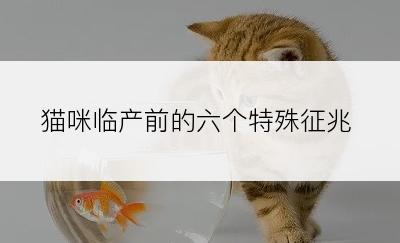 猫咪临产前的六个特殊征兆