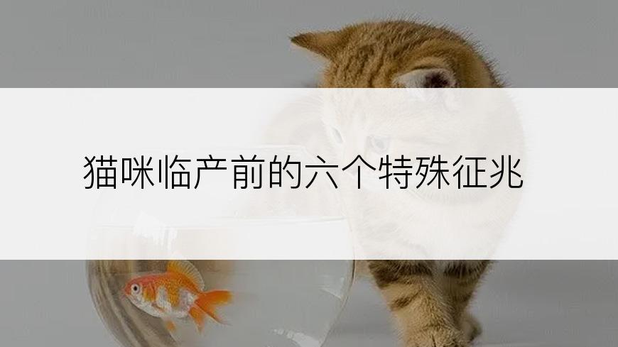 猫咪临产前的六个特殊征兆