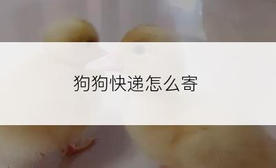 狗狗快递怎么寄