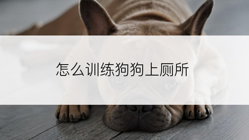 怎么训练狗狗上厕所