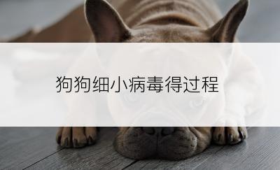 狗狗细小病毒得过程