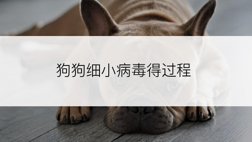 狗狗细小病毒得过程