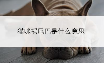 猫咪摇尾巴是什么意思