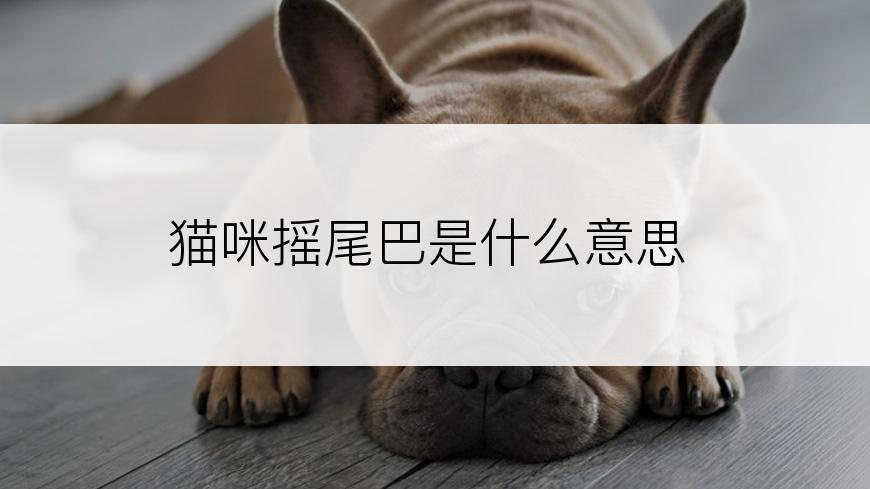 猫咪摇尾巴是什么意思