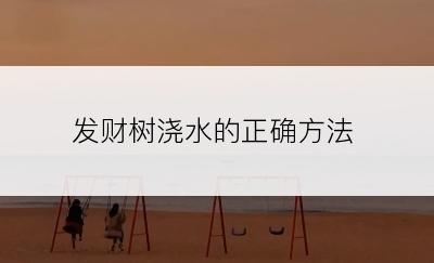 发财树浇水的正确方法