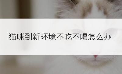 猫咪到新环境不吃不喝怎么办