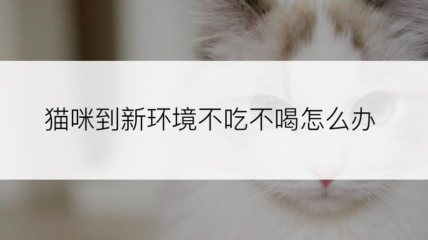 猫咪到新环境不吃不喝怎么办