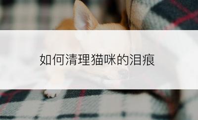 如何清理猫咪的泪痕