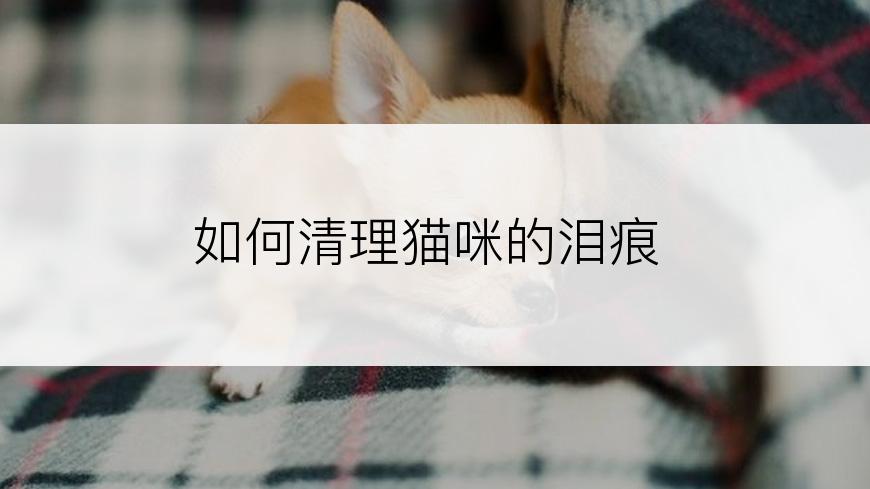 如何清理猫咪的泪痕