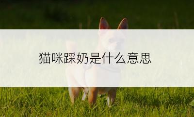 猫咪踩奶是什么意思