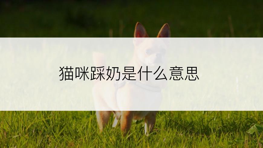 猫咪踩奶是什么意思