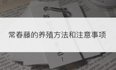 常春藤的养殖方法和注意事项