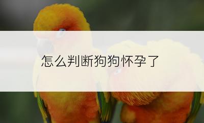 怎么判断狗狗怀孕了