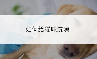 如何给猫咪洗澡